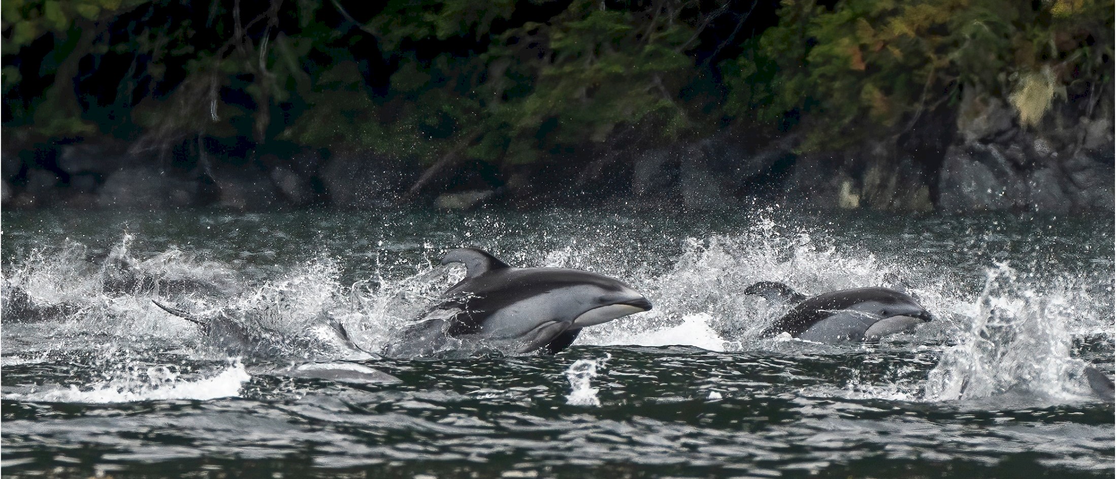 Sonora Resort Wildlife - Dolphins