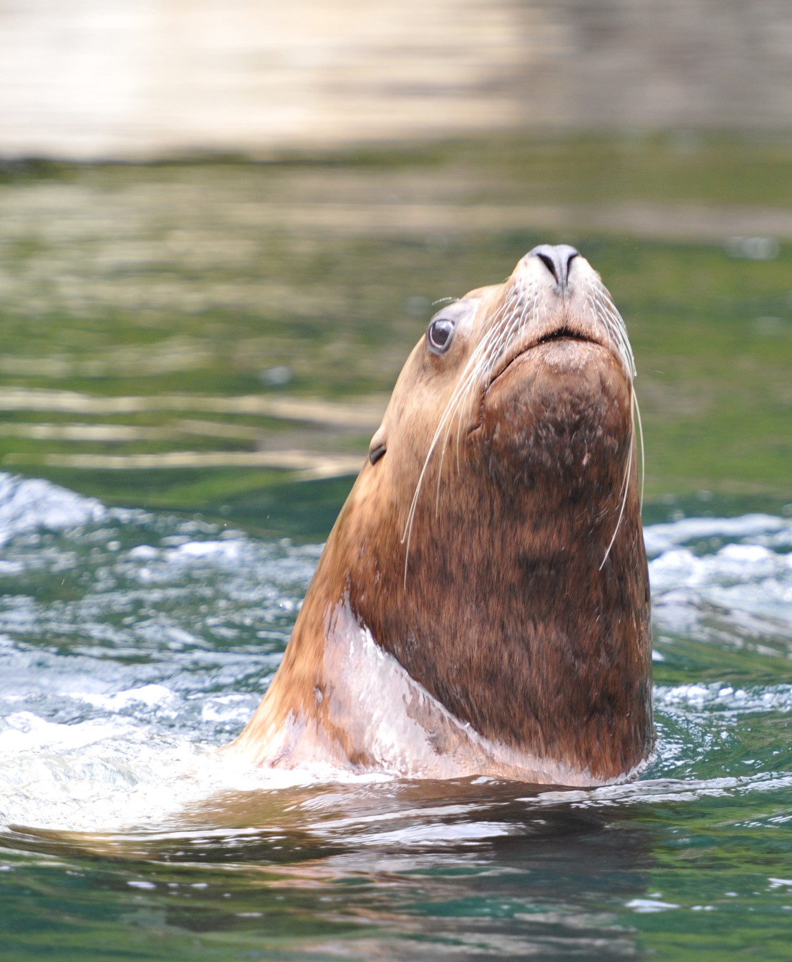 Sea Lion