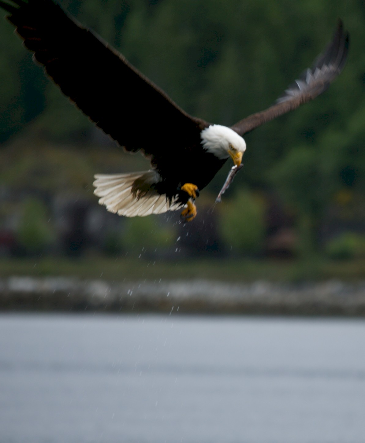 Eagle catching a fish