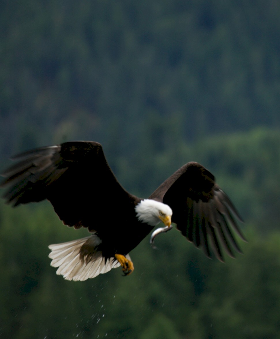 Sonora Resort - Wildlife Viewing - Eagle Catching Fish