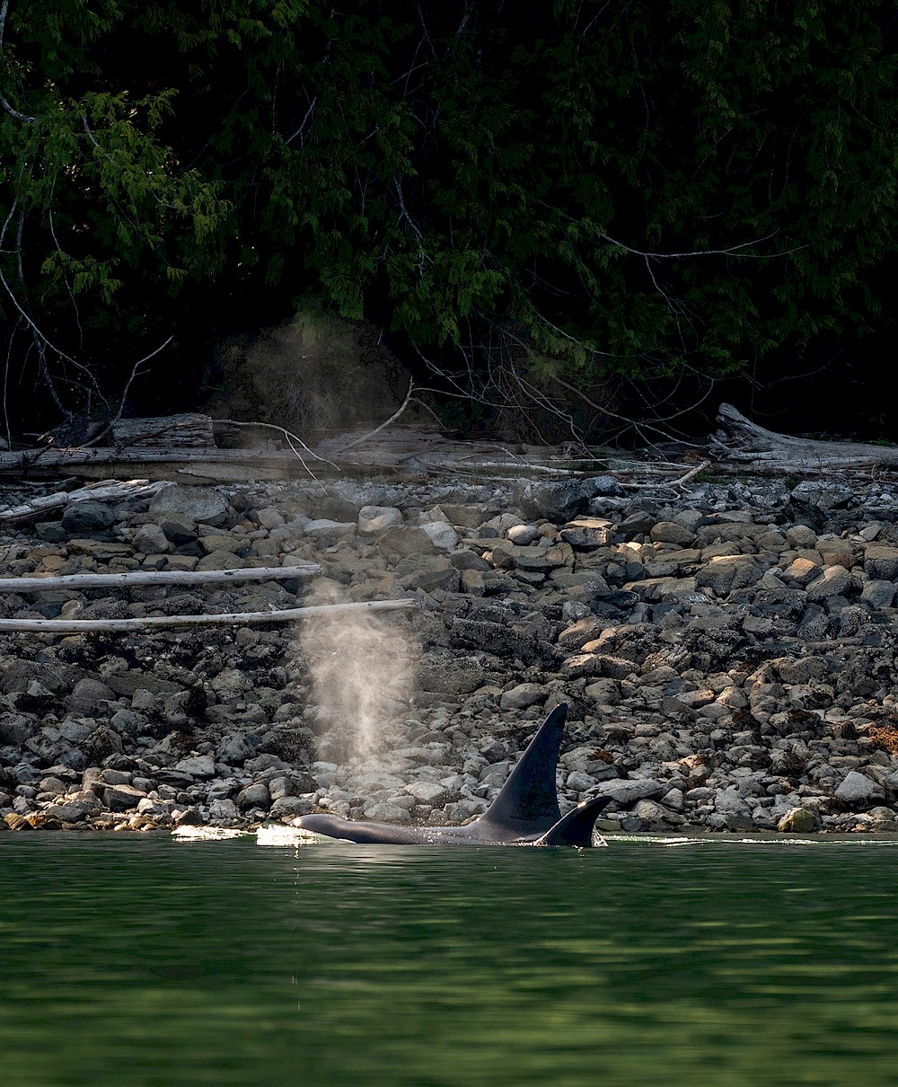 Sonora Resort - Wildlife Viewing - Orcas