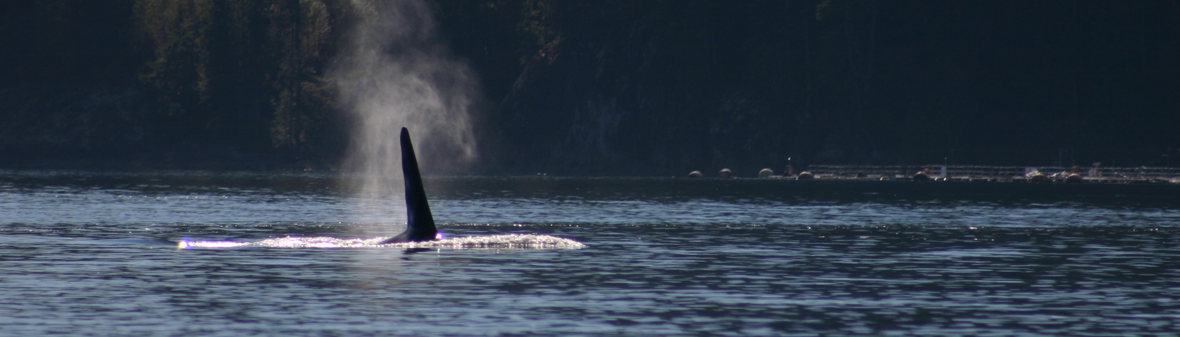 Sonora Resort - Wildlife Viewing - Orca