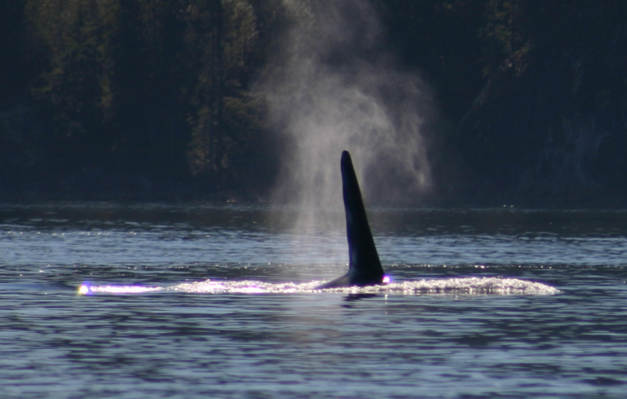 Sonora Resort - Wildlife Viewing - Orca