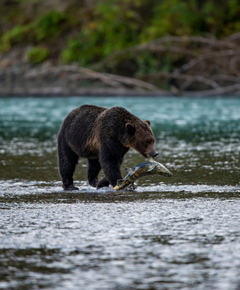 Grizzly Bear Viewing at Sonora Resort