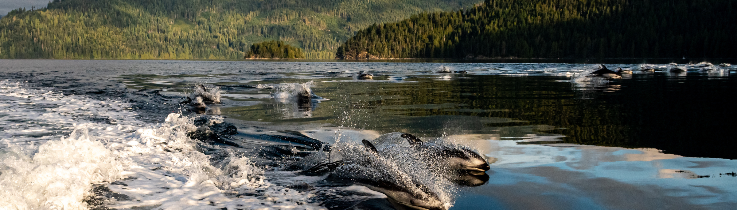 Sonora Resort - Experiences - Eco Adventure Tour - Dolphins