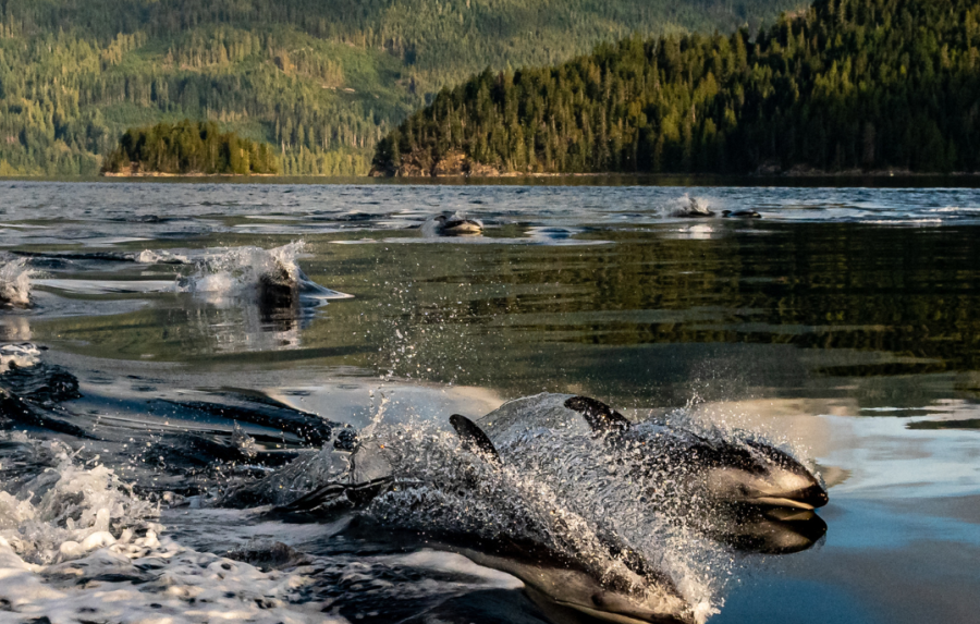 Sonora Resort - Experiences - Eco Adventure Tour - Dolphins