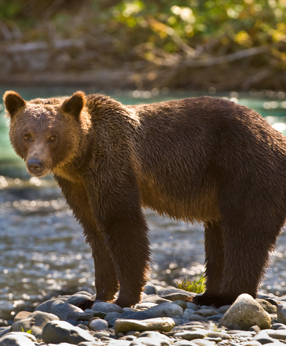 Grizzly Bear