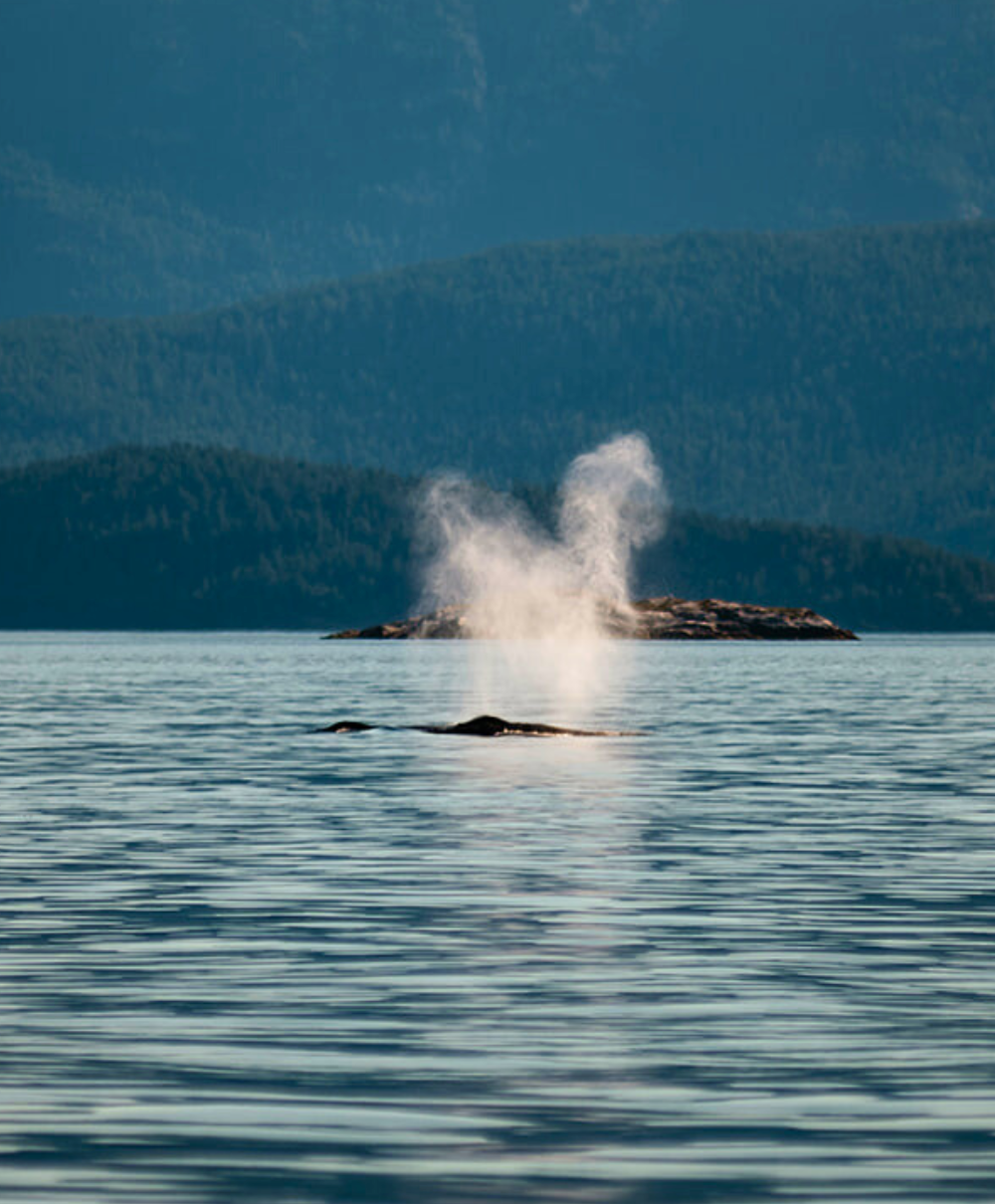 Sonora Resort - Laykhaus Candles Partnership - Ocean Spray from a Whale