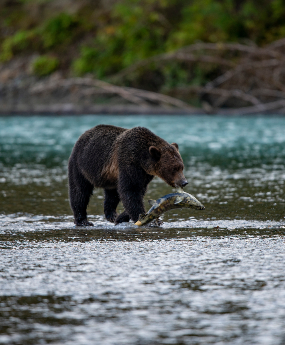 Sonora Resort - Experiences - Grizzly Bear Viewing