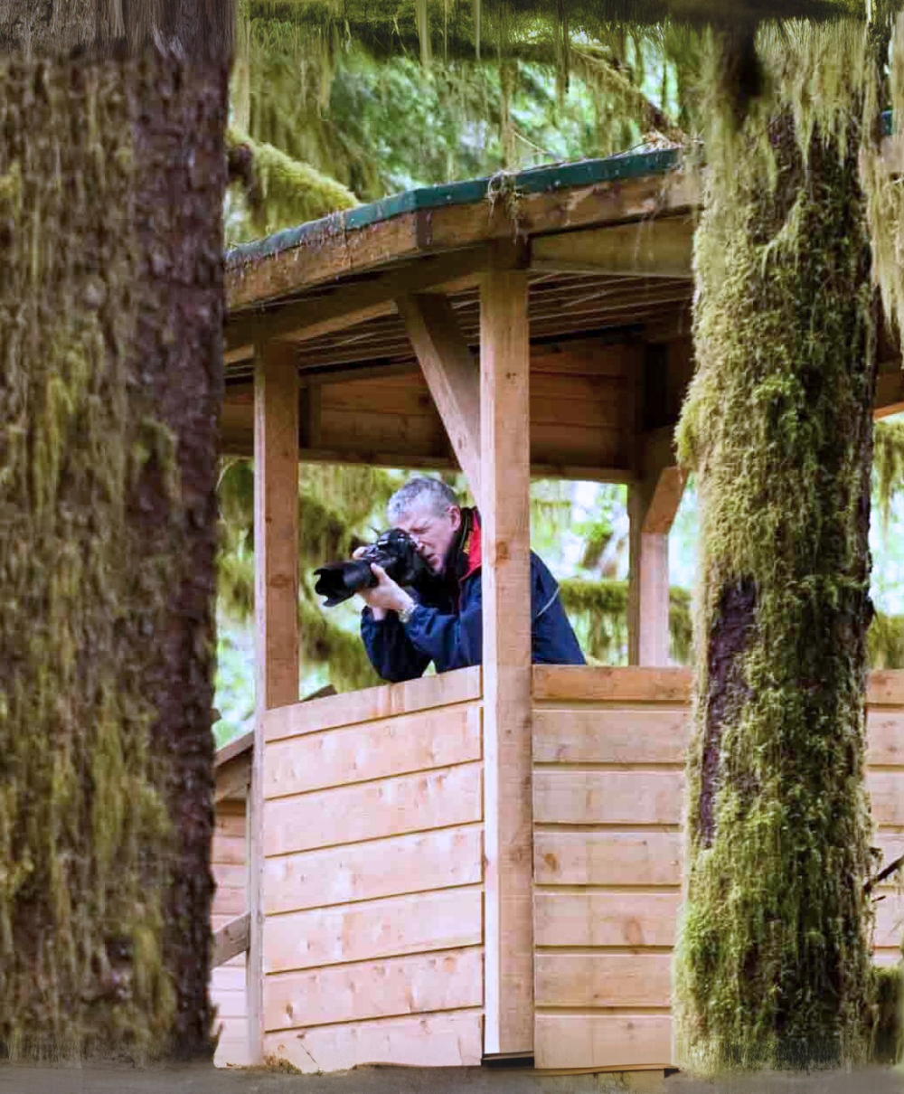 Sonora Resort - Experiences - Grizzly Bear Viewing - Guest Taking Photo from Watching Tower