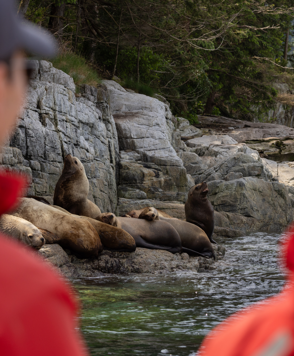 Sea Lions basking on a rock while guests view them from a boat