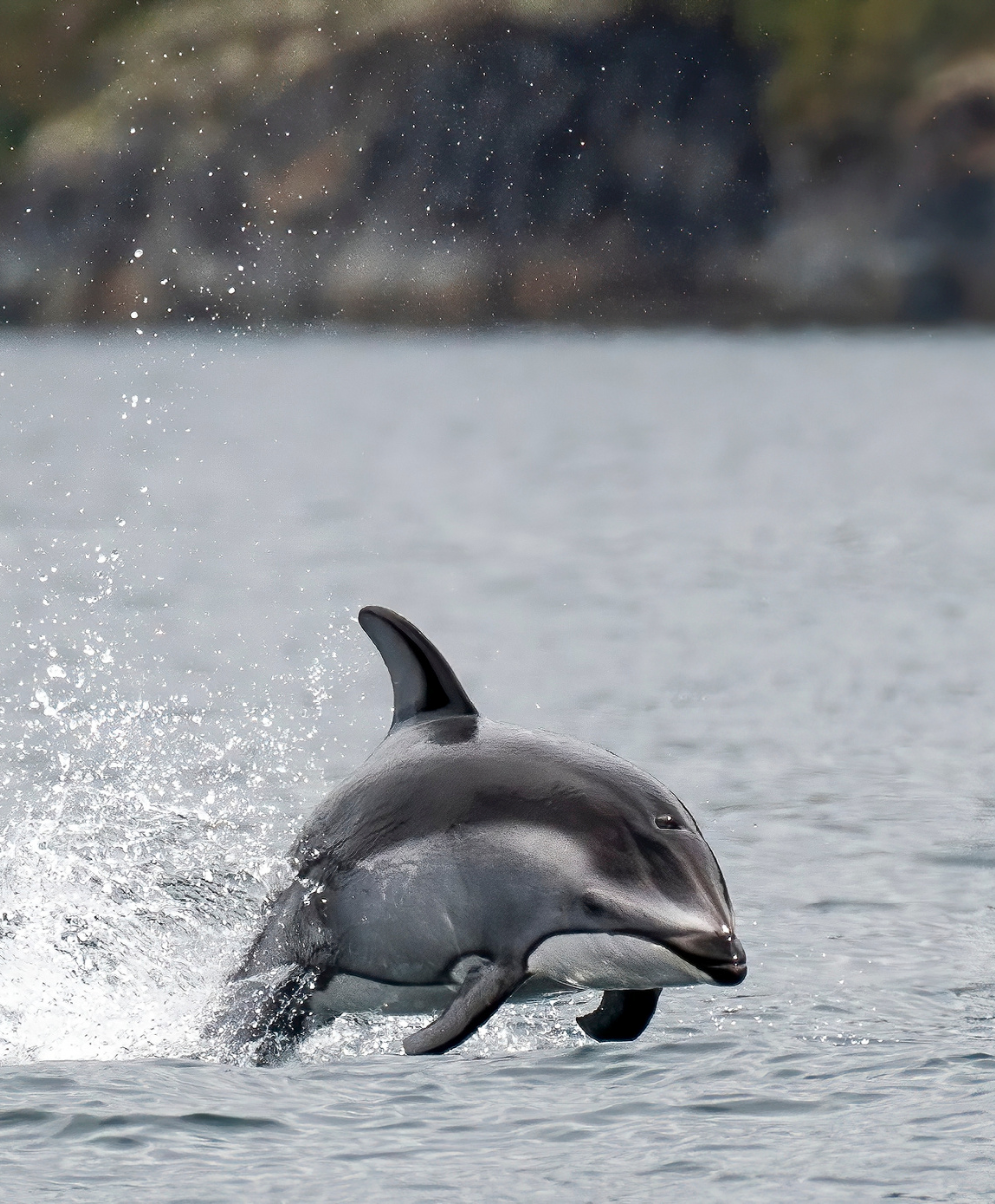 Dolphin jumping out of the water