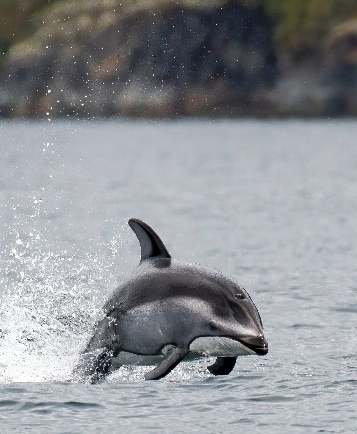White sided dolphin on an eco tour