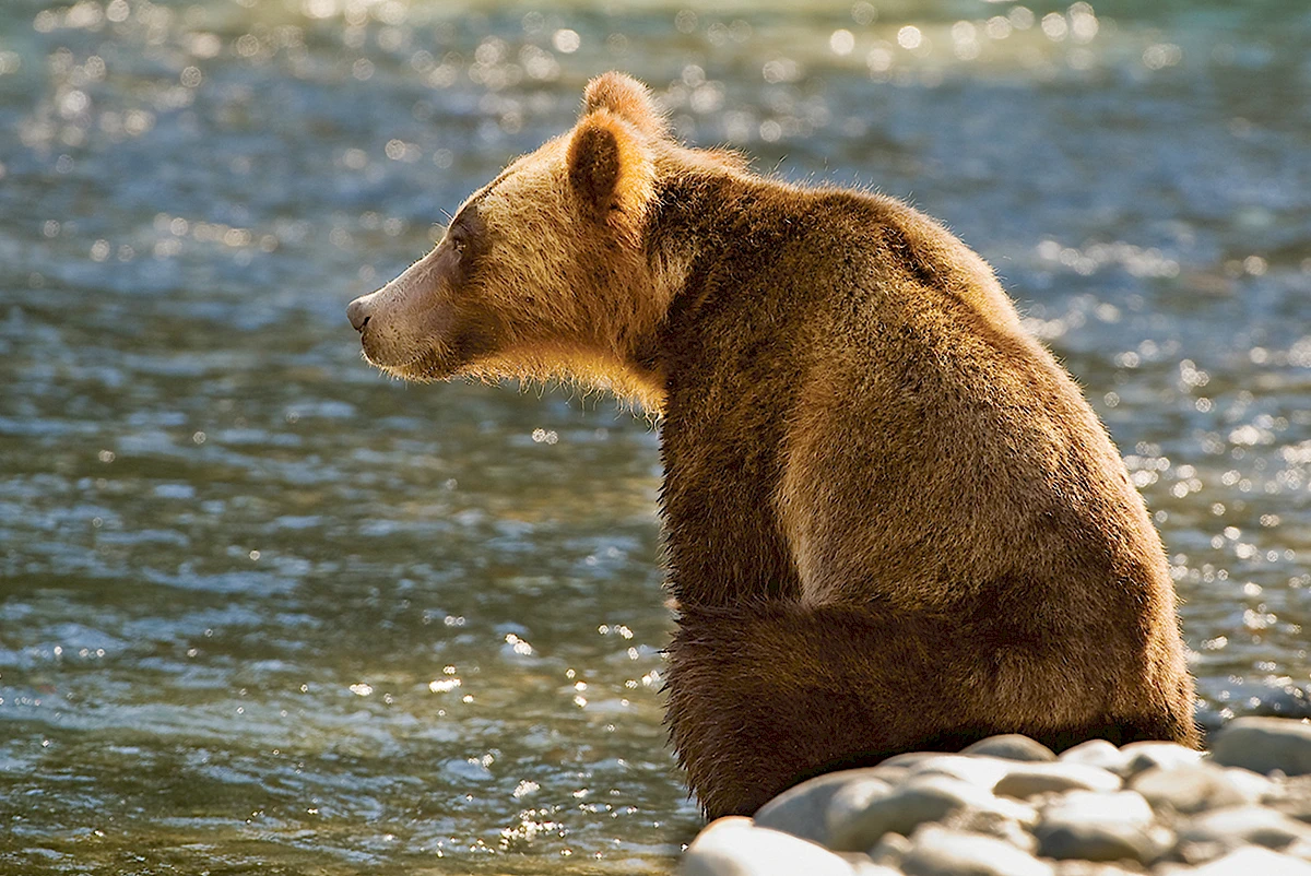 Sonora Resort Grizzly Bear