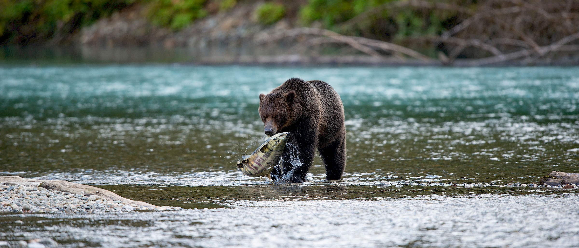 Grizzly Bears Vancouver Island - Homalco Wildlife & Cultural Tours