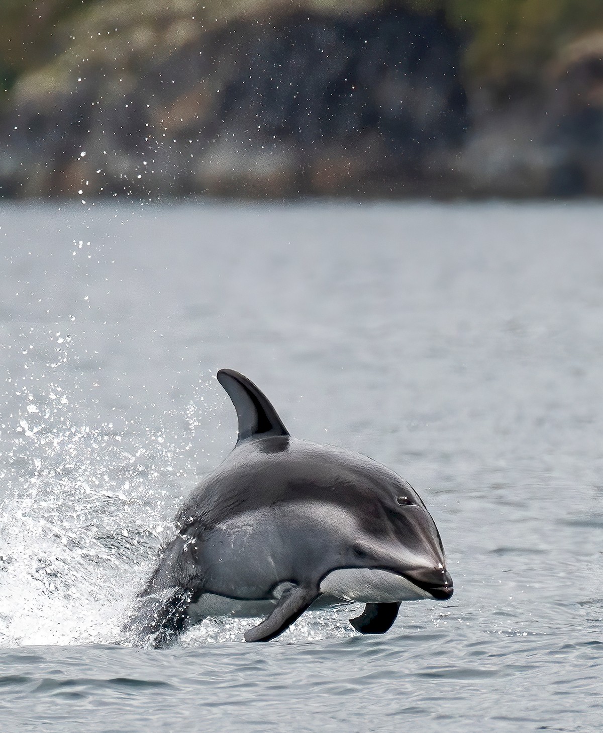 Sonora Resort Dolphin